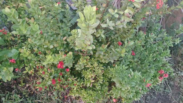 Red and Green Leaf Flower