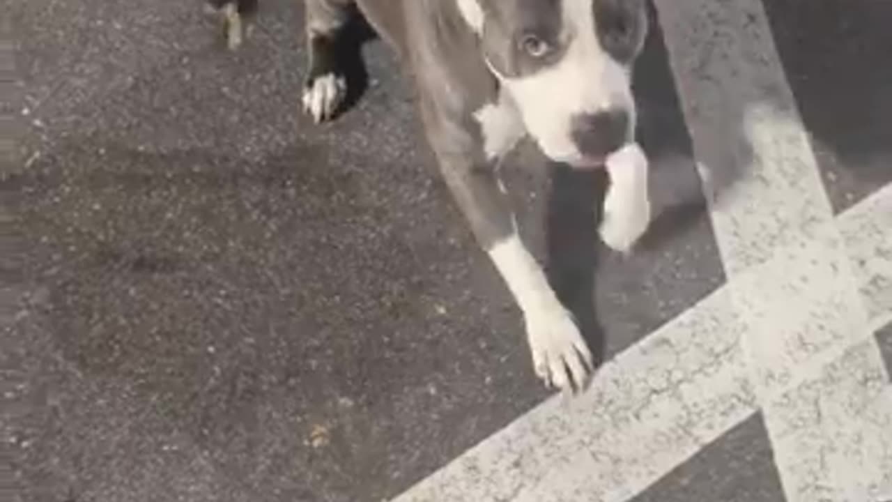 So clever this pitbull dog show his skills