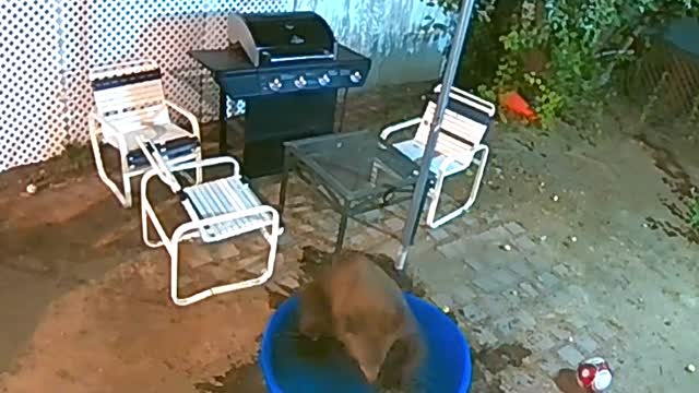 Bear Plays With Soccer Balls in Kiddie Pool