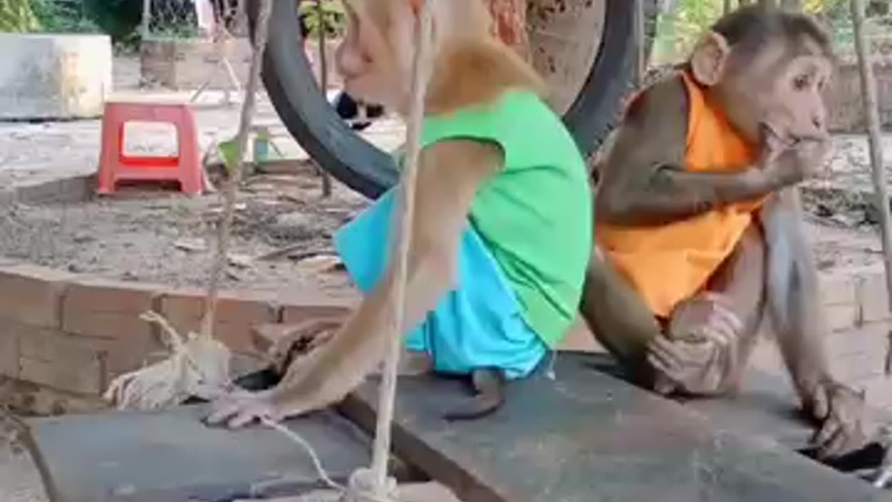 cute baby monkey #shorts #monkeytime #babyanimal #cute