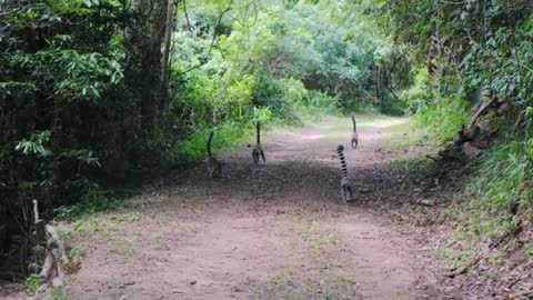 Ethiopia: The hardest wild animals