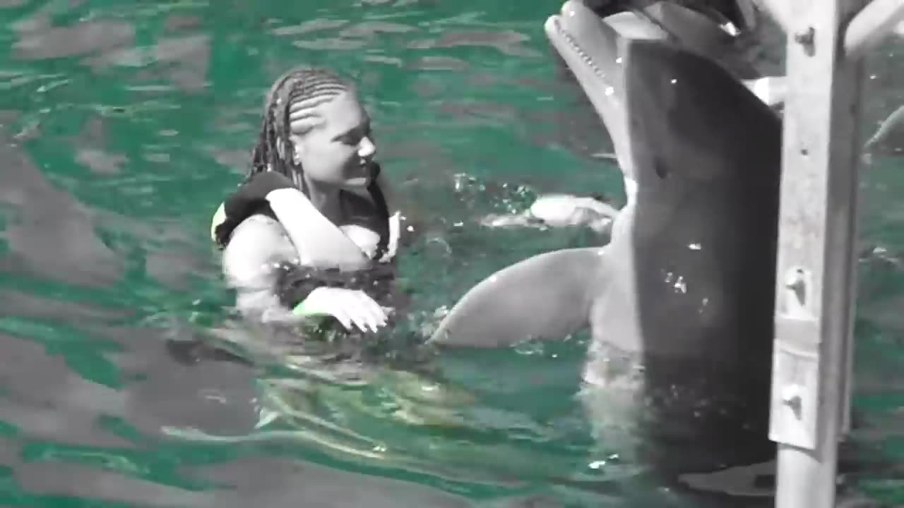 Dolphin video