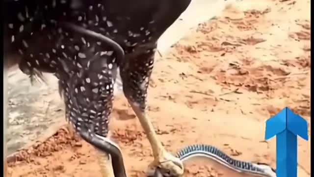 Eagle Vs Snake