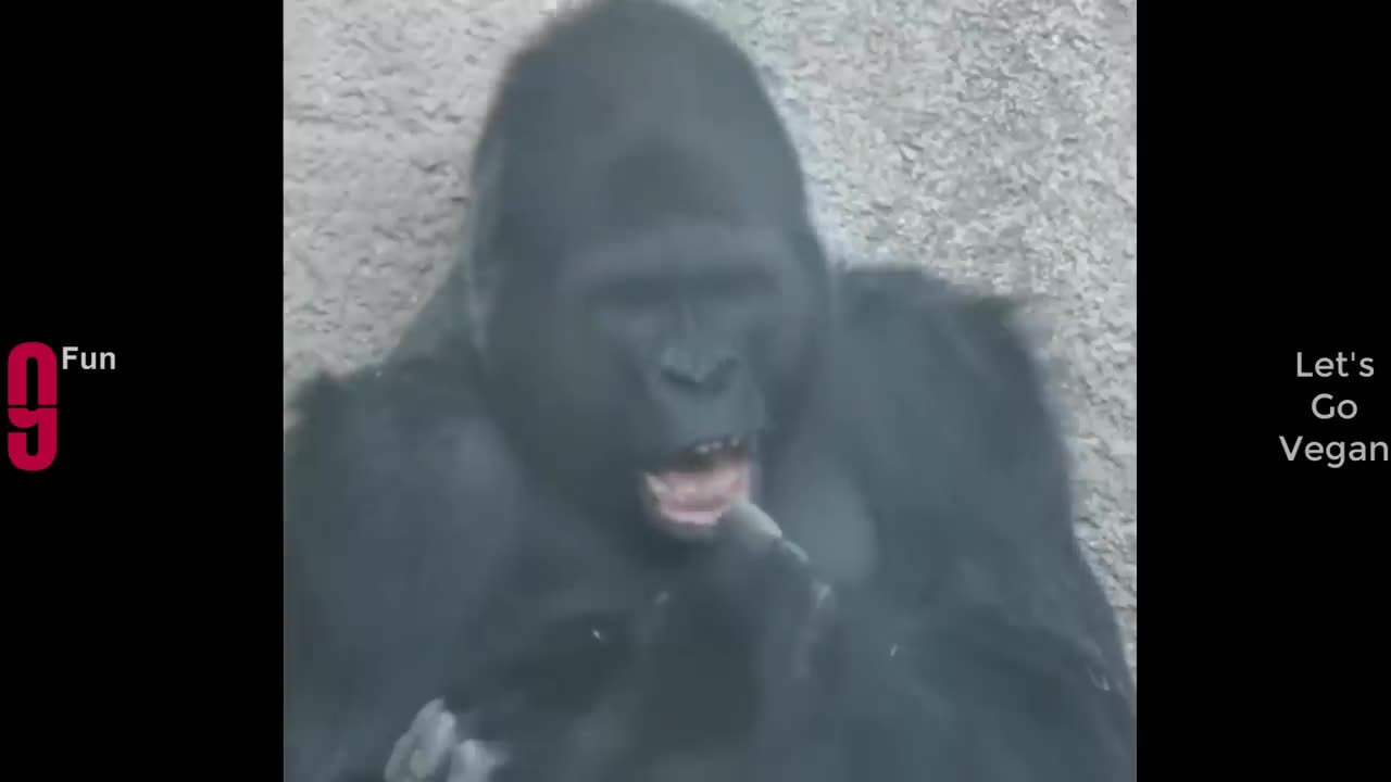 TRY NOT TO LAUGH