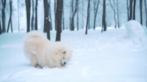 Funny Dogs Video