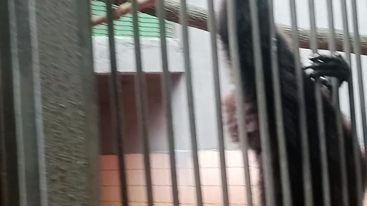 Monkey Indonesia