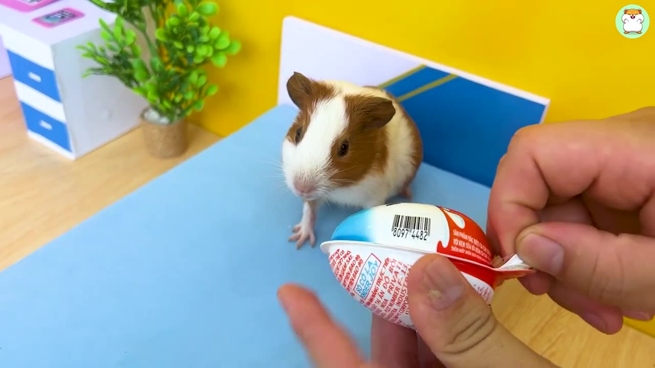 Hamster Min goes to buy candy in supermarket