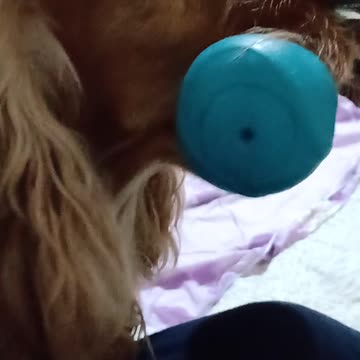 entretenimento, cachorro, fofo, animais de estimação, animais