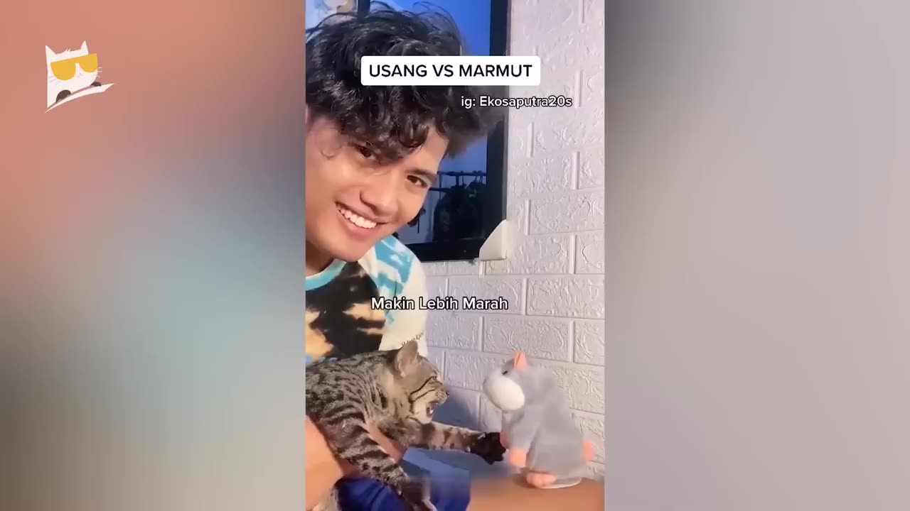 Cat funny video 😅😅😅😅😅