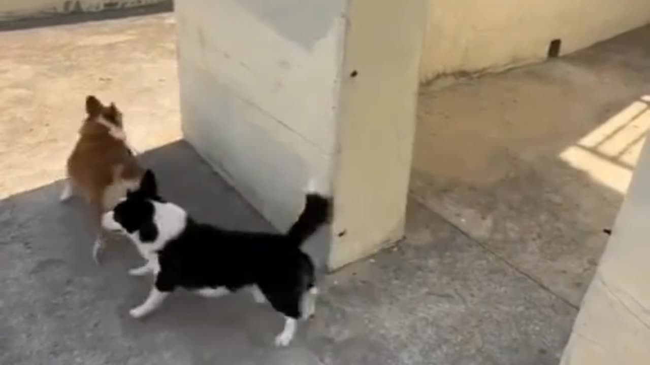 Funny dogs