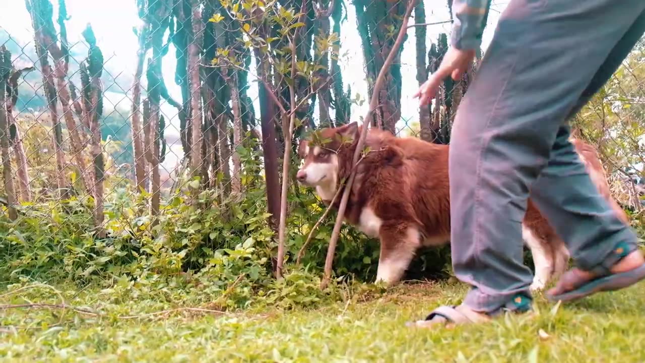 Cute dogs