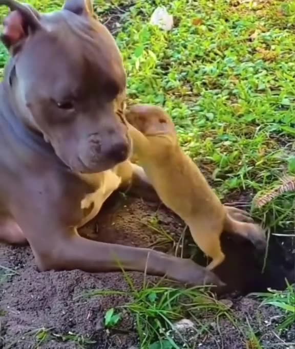 funniest ANIMALS,FUNNY DOG,NAUGHTY SQUIRREL,VIRAL,