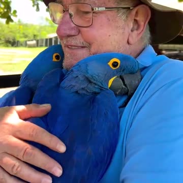 hug from blue macaws 🫂🐦😍🙏