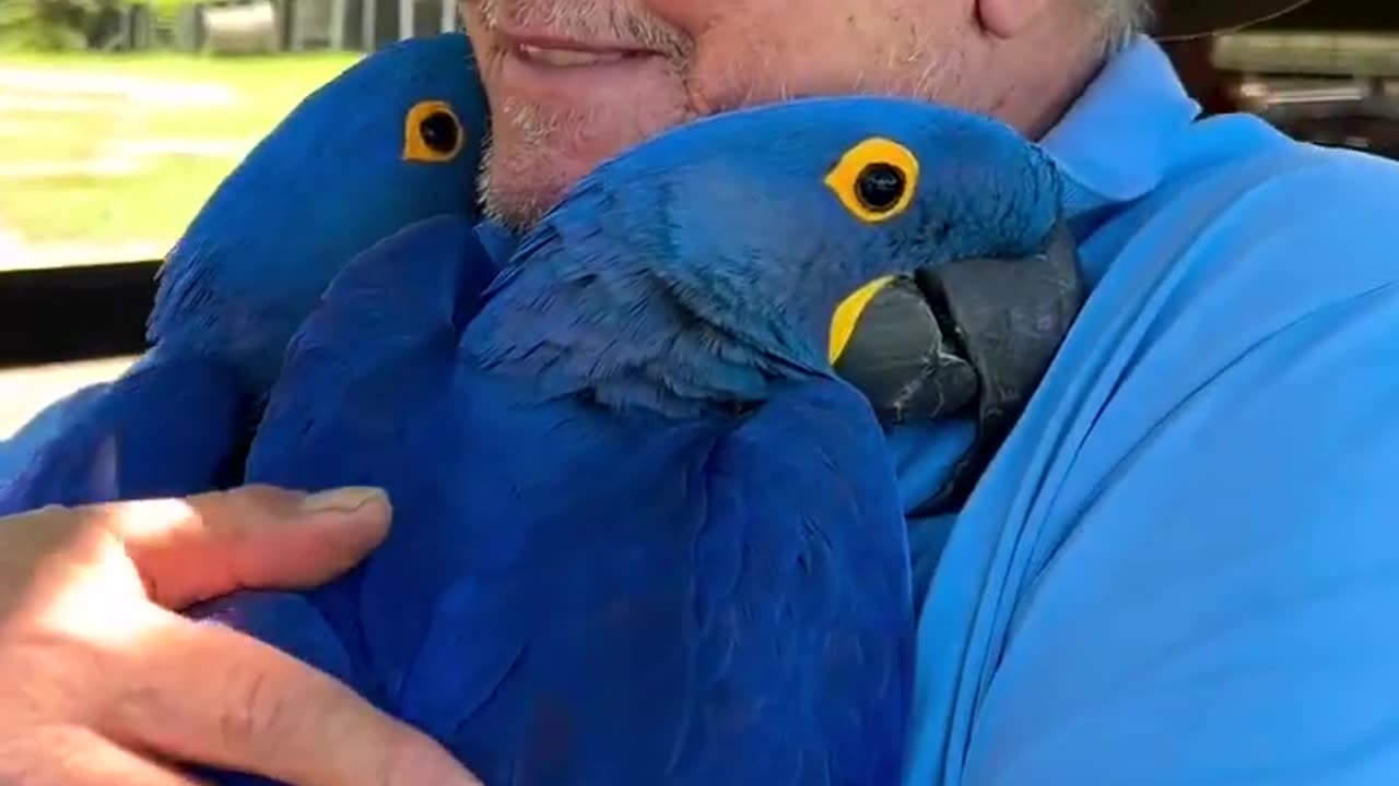 hug from blue macaws 🫂🐦😍🙏