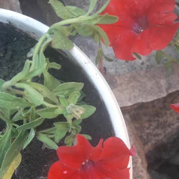 Red petunia