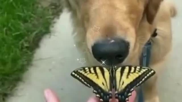 Funny animals, Cats, part 12