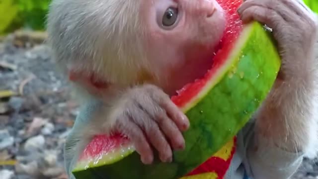 Monkey fun style