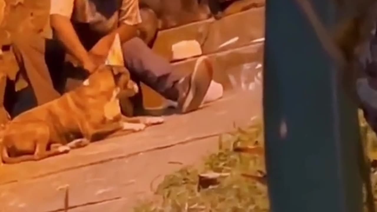 Touching footage of the pet's friendship