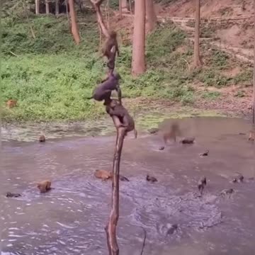 monkeys are bathing and playing together