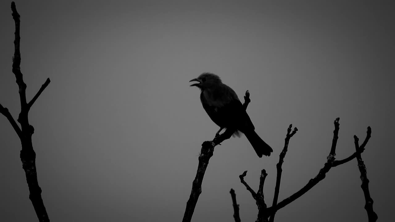 A bird calling from the top of a tree