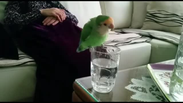 Cashew (Lovebird)