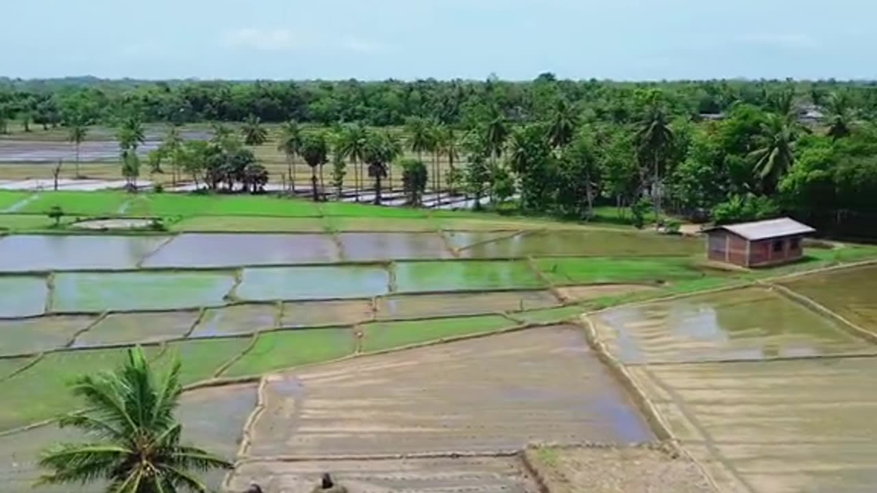 "Nowhere as Beautiful as the Village 🥰☘️ | Polonnaruwa’s Natural Charm