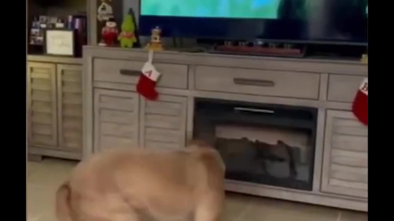 Funny Cat And Dogs Video #Viral 2023 || Cat watching tv || part 11