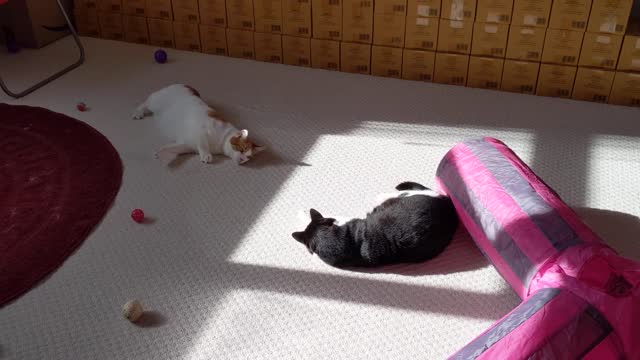 Cat Intimidates Other Cat