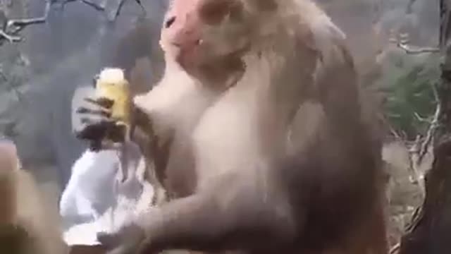 SINGE IVRE
