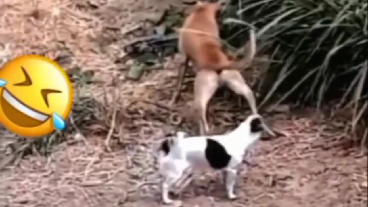 Funny animal video