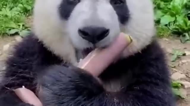 Panda's favorite food