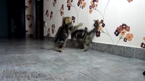 Funny Cats Coting, dancing and playing Cute Kittens_Cut