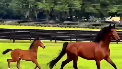 Beautiful Horses