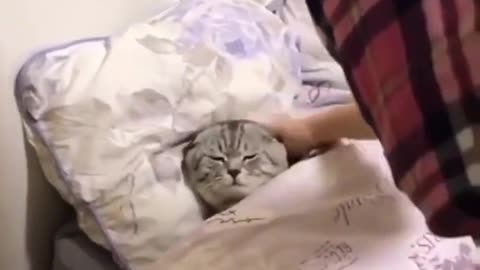 Cat sleeping funny video #Shorts #Trending