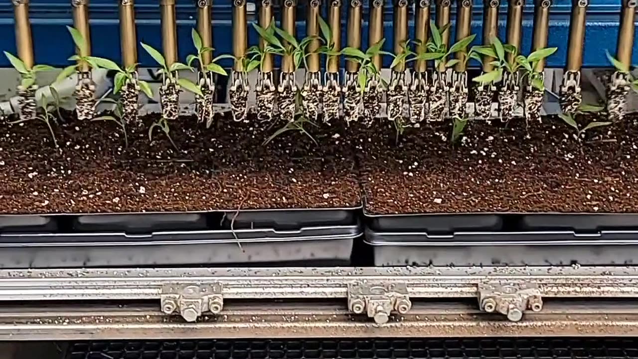 Mesmerizing Machine Creates Pepper Planting Perfection