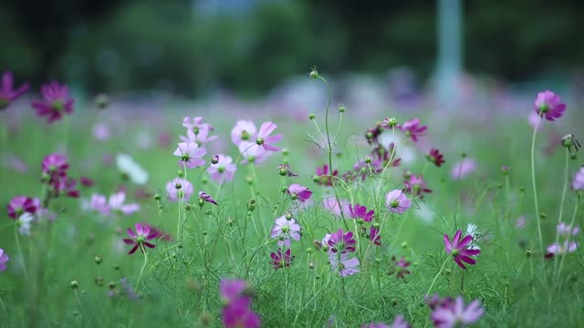 a beautiful sea of ​​flowers