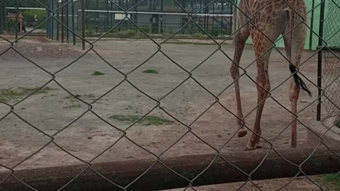 Zoo
