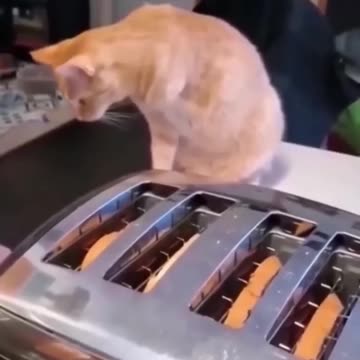 Funny animals comedy videos