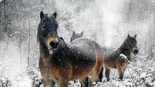 Wild Ponies in Snowy Park