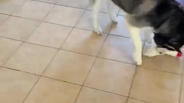 When Your Husky Gets A New Toy...