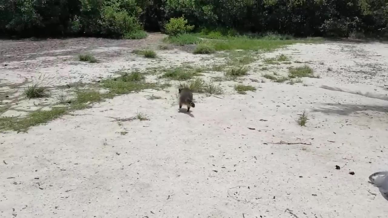 Nobody expected this! These cases on the beach were shot on camera