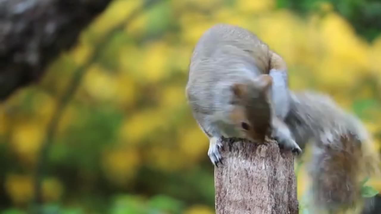 Animals eating food