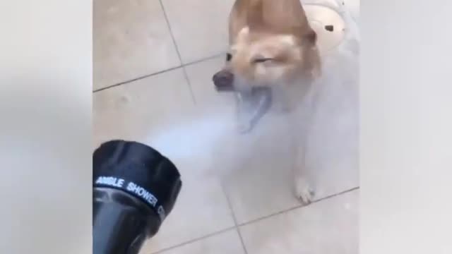 HAHAHA Funny videos I saw on the internet.