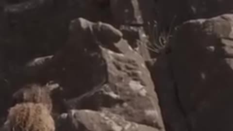 You can set yourself a goal that you can attain.... // Jordan Peterson