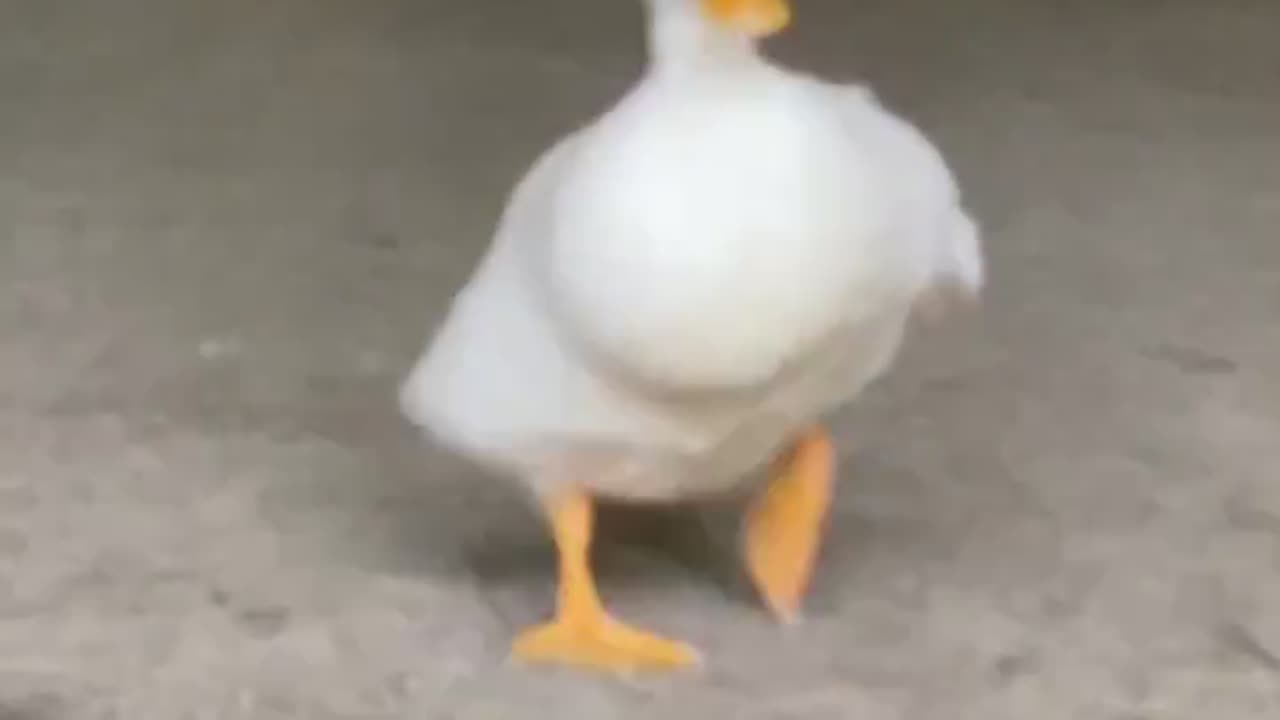 duck running wild