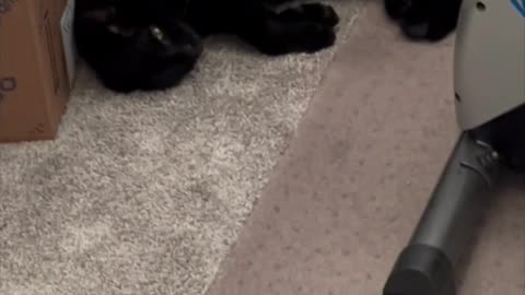 Adopting a Cat from a Shelter Vlog - Cute Precious Piper is Learning to Spell #shorts