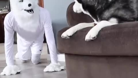 Husky Pranked By Wolf Mask