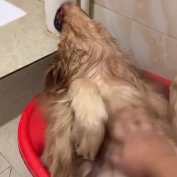 Funny and clever dog in the bathroom