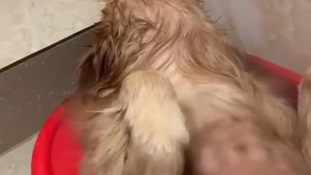 Funny and clever dog in the bathroom