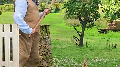 Rabbit